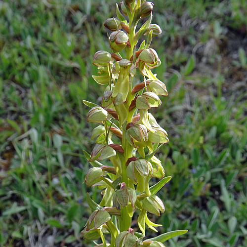 Grüne Hohlzunge / Coeloglossum viride